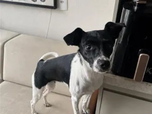 Cachorro raça SRD-ViraLata idade 1 ano nome Julieta 