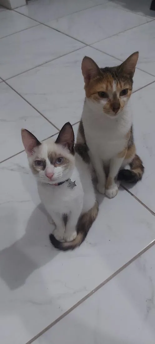 Gato raça SRD-ViraLata idade 1 ano nome cookie e Luna 