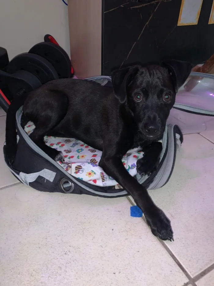 Cachorro raça SRD-ViraLata idade 7 a 11 meses nome Theo