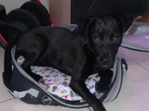 Cachorro raça SRD-ViraLata idade 7 a 11 meses nome Theo