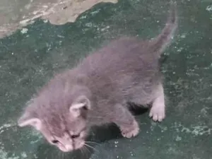 Gato raça SRD-ViraLata idade Abaixo de 2 meses nome Apolo
