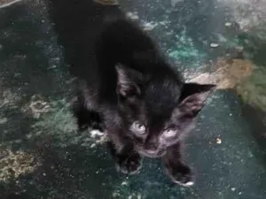 Gato raça SRD-ViraLata idade 2 a 6 meses nome meu nome é pretinho tenho apenas quase 2 meses de vida já como ração e procuro um lar pra mim 