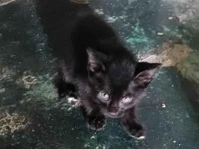 Gato raça SRD-ViraLata idade 2 a 6 meses nome meu nome é pretinho tenho apenas quase 2 meses de vida já como ração e procuro um lar pra mim 