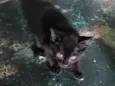 meu nome é pretinho tenho apenas quase 2 meses de vida já como ração e procuro um lar pra mim