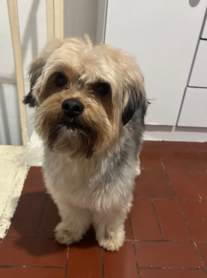 Cachorro raça Yorkshire idade 1 ano nome Tônico