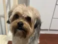 Tônico