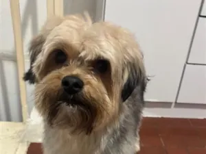 Cachorro raça Yorkshire idade 1 ano nome Tônico