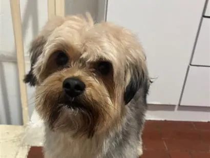 Cachorro raça Yorkshire idade 1 ano nome Tônico