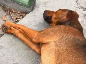 Cachorro raça SRD-ViraLata idade 2 anos nome Bartolomeu (Bart)
