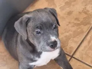 Cachorro raça Pit-Bull idade Abaixo de 2 meses nome Rocky