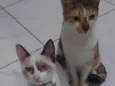 cookie e Luna 