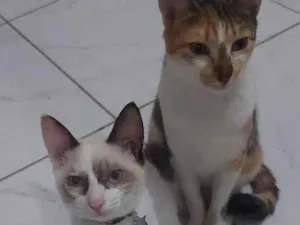 Gato raça SRD-ViraLata idade 1 ano nome cookie e Luna 