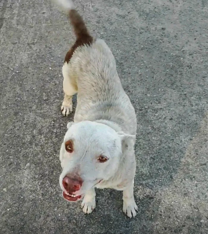 Cachorro raça Pit-Bull idade 2 anos nome não tem