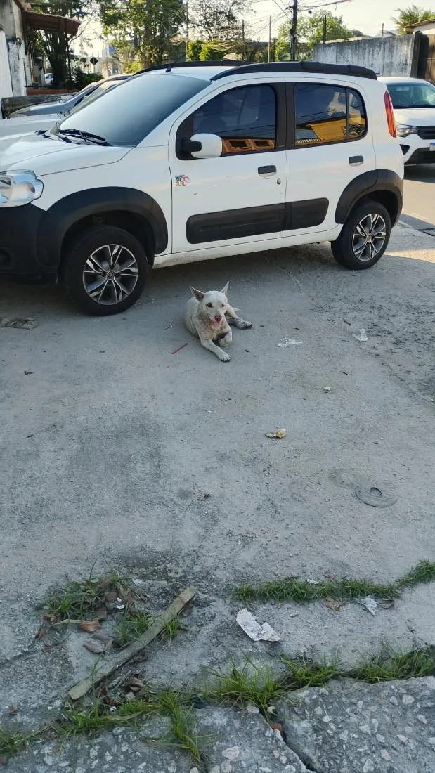 Cachorro raça Pit-Bull idade 2 anos nome não tem