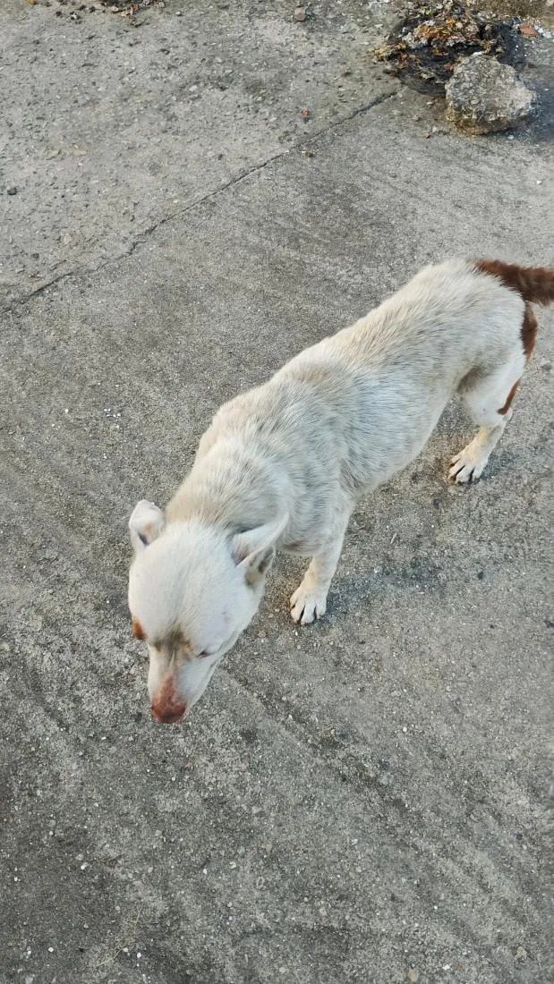 Cachorro raça Pit-Bull idade 2 anos nome não tem