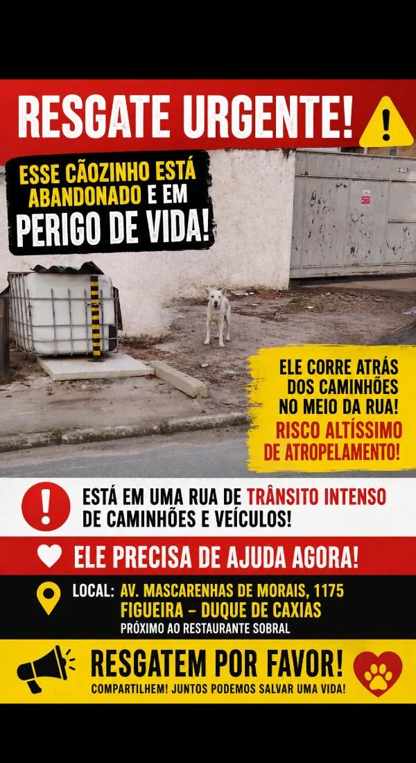 Cachorro raça Pit-Bull idade 2 anos nome não tem