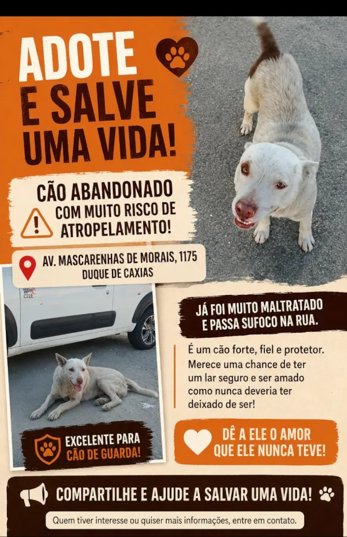 Cachorro raça Pit-Bull idade 2 anos nome não tem