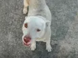 não tem