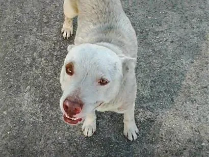 Cachorro raça Pit-Bull idade 2 anos nome não tem