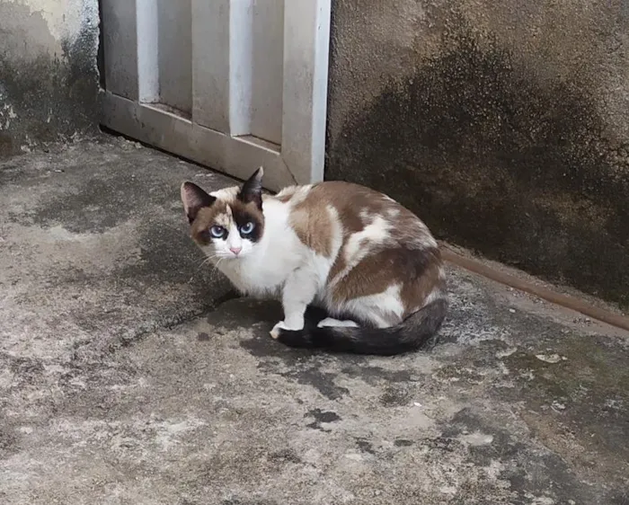 Gato raça SRD-ViraLata idade 2 anos nome Branquinha