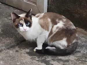 Gato raça SRD-ViraLata idade 2 anos nome Branquinha