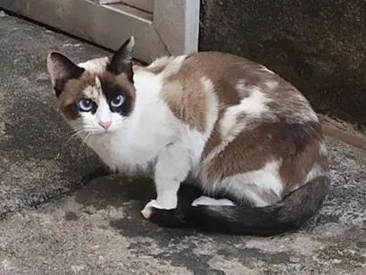 Gato raça SRD-ViraLata idade 2 anos nome Branquinha