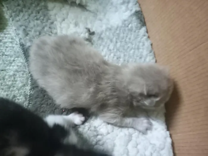 Gato raça SRD-ViraLata idade Abaixo de 2 meses nome flocos