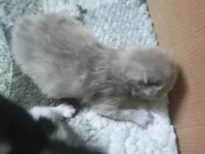 Gato raça SRD-ViraLata idade Abaixo de 2 meses nome flocos