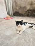Pretinha (Pandinha)
