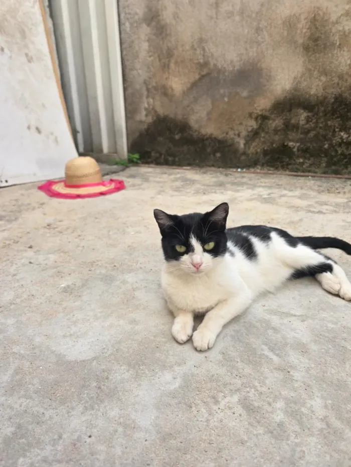 Gato raça SRD-ViraLata idade 2 anos nome Pretinha (Pandinha)