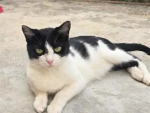 Gato raça SRD-ViraLata idade 2 anos nome Pretinha (Pandinha)