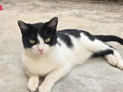 Gato raça SRD-ViraLata idade 2 anos nome Pretinha (Pandinha)