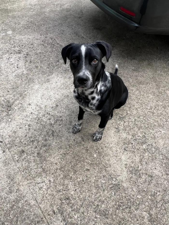 Cachorro raça SRD-ViraLata idade 2 a 6 meses nome Look