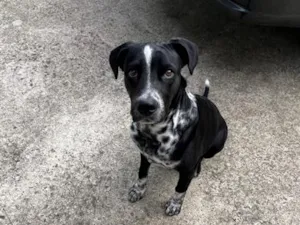Cachorro raça SRD-ViraLata idade 2 a 6 meses nome Look
