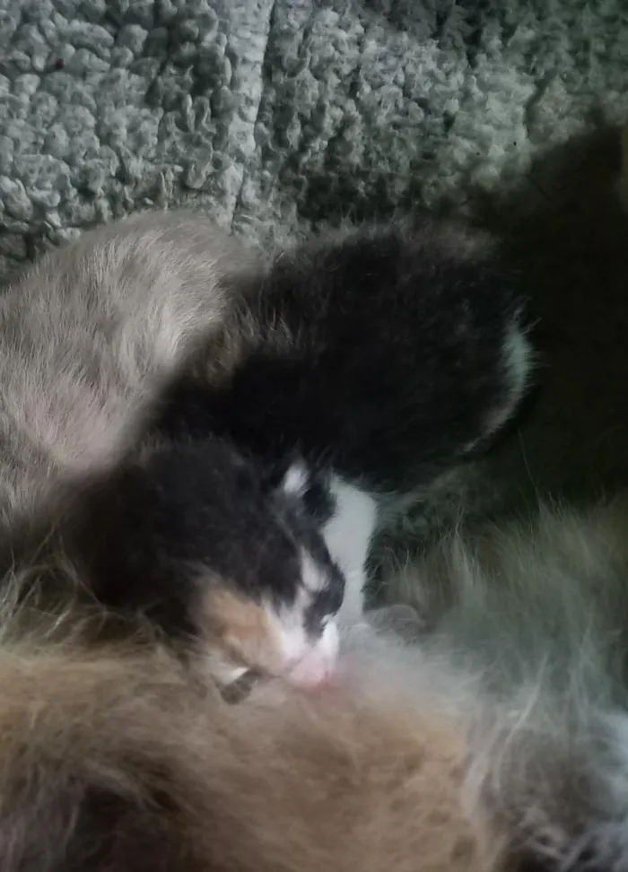 Gato raça SRD-ViraLata idade Abaixo de 2 meses nome mem
