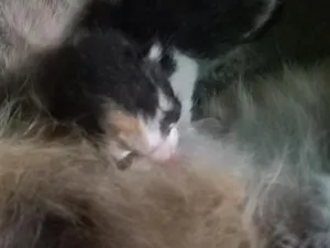 Gato raça SRD-ViraLata idade Abaixo de 2 meses nome mem