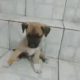 Tonico