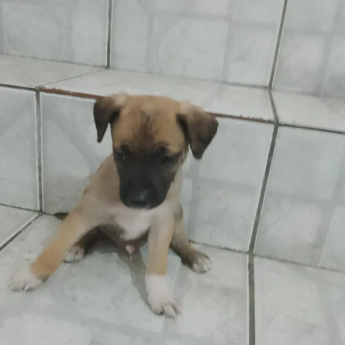 Cachorro raça SRD-ViraLata idade 2 a 6 meses nome Tonico