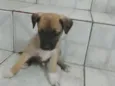 Tonico