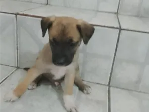 Cachorro raça SRD-ViraLata idade 2 a 6 meses nome Tonico