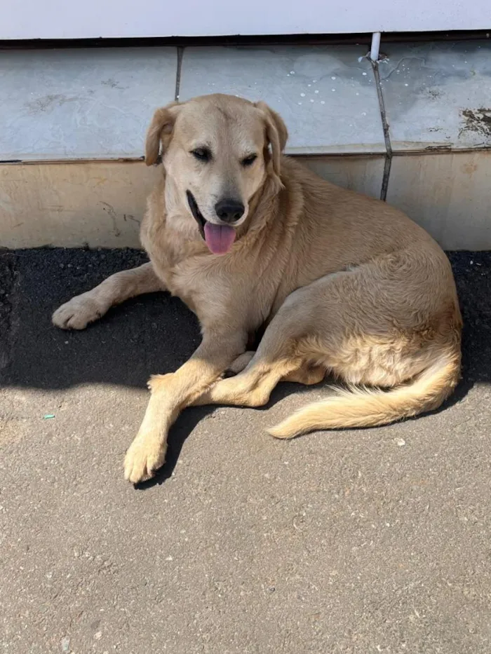 Cachorro raça Labrador idade 3 anos nome nao tem