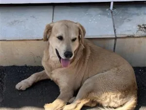 Cachorro raça Labrador idade 3 anos nome nao tem