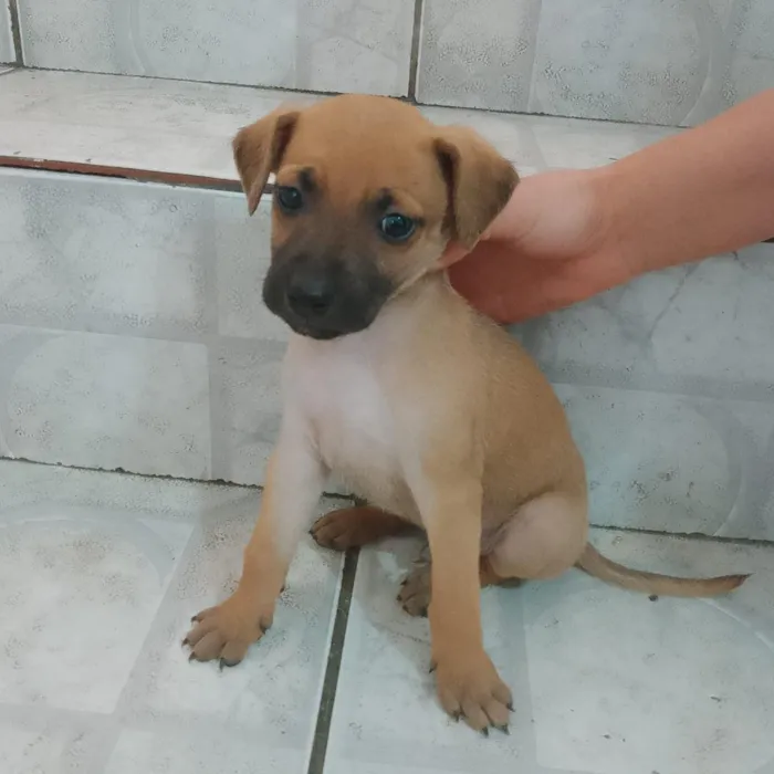 Cachorro raça SRD-ViraLata idade 2 a 6 meses nome Caramelo