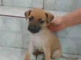 Caramelo