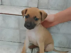 Cachorro raça SRD-ViraLata idade 2 a 6 meses nome Caramelo