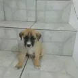 Dudu