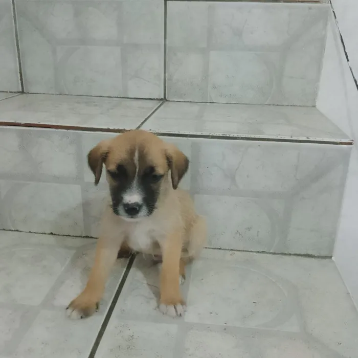 Cachorro raça SRD-ViraLata idade 2 a 6 meses nome Dudu