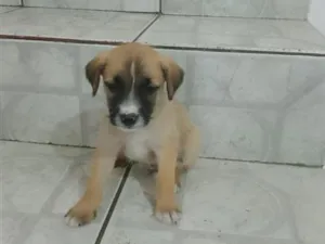 Cachorro raça SRD-ViraLata idade 2 a 6 meses nome Dudu