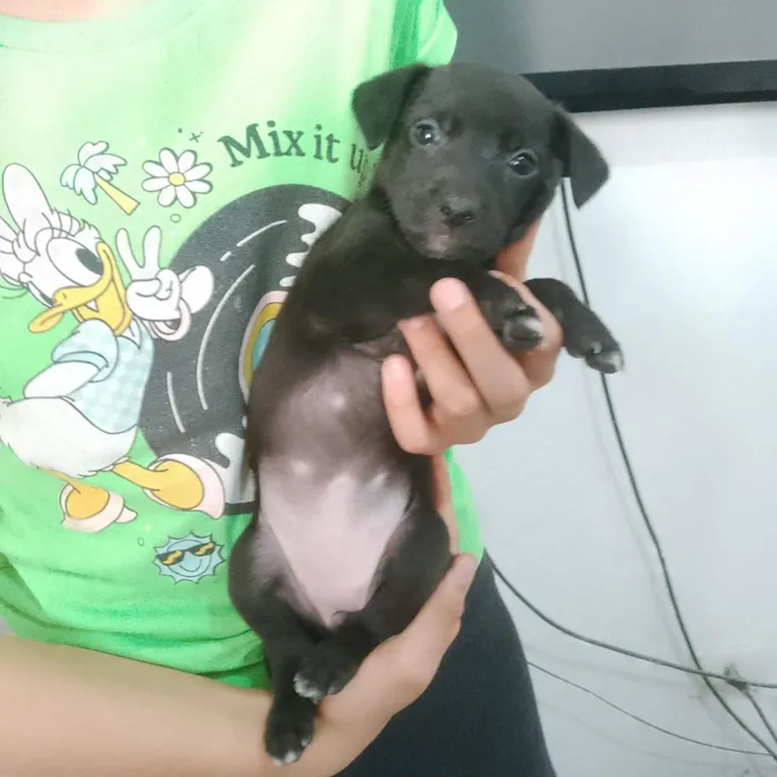 Cachorro raça SRD-ViraLata idade 2 a 6 meses nome Amora