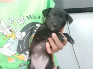 Cachorro raça SRD-ViraLata idade 2 a 6 meses nome Amora